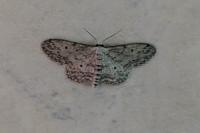 Idaea seriata
