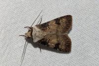 Agrotis puta
