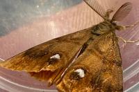 Orgyia antiqua