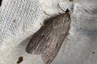 Pachycnemia hippocastanaria