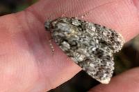 Acronicta rumicis
