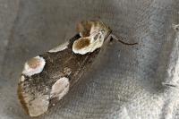 Thyatira batis
