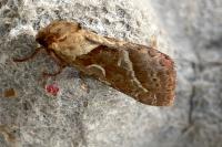 Triodia sylvina
