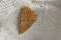 Watsonalla binaria