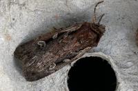 Xestia agathina