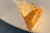Ennomos erosaria