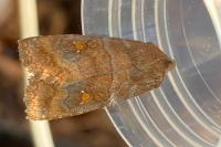 Eupsilia transversa