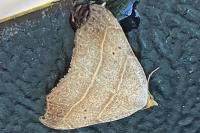 Laspeyria flexula