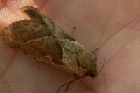 Triodia sylvina