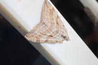 Aplocera plagiata