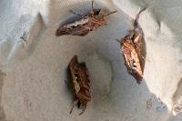 Xestia agathina