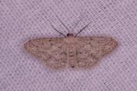 Idaea seriata