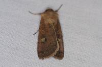 Xestia xanthographa