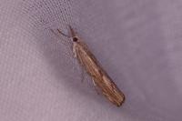 Agriphila geniculea