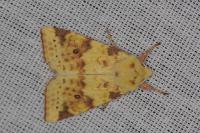 Cirrhia icteritia