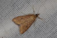 Udea ferrugalis