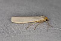 Eilema caniola