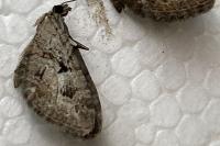 Eupithecia pusillata