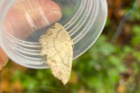 Cyclophora punctaria