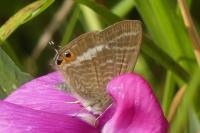 Lampides boeticus
