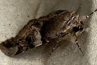 Catocala fulminea