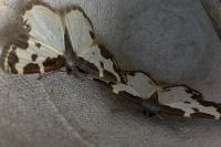 Lomaspilis marginata