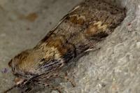 Cymatophorina diluta