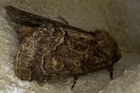 Thalpophila matura