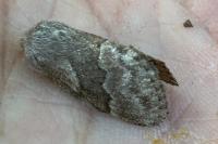 Trichiura crataegi