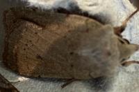 Xestia castanea