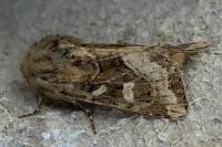 Luperina dumerilii