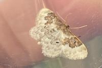 Idaea rusticata