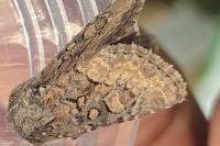 Luperina testacea