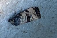 Cochylis atricapitana