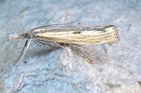 Agriphila geniculea