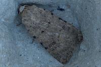 Caradrina clavipalpis