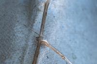 Emmelina monodactyla