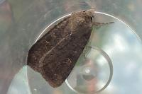 Xestia xanthographa