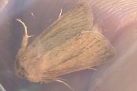 Denticucullus pygmina