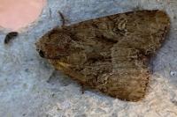 Mesapamea secalella/secalis