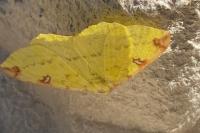 Opisthograptis luteolata