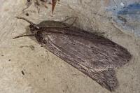 Pachycnemia hippocastanaria