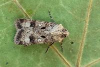 Agrotis trux