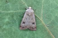 Agrotis trux