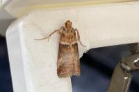 Acrobasis repandana