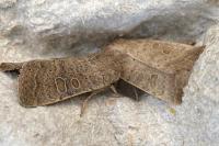 Hoplodrina ambigua
