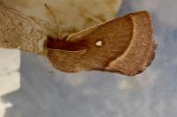 Lasiocampa trifolii