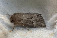 Luperina testacea