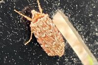 Lycophotia porphyrea