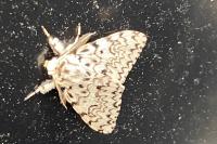 Lymantria monacha